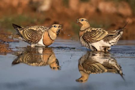 Pin-tailed Sandgrouse