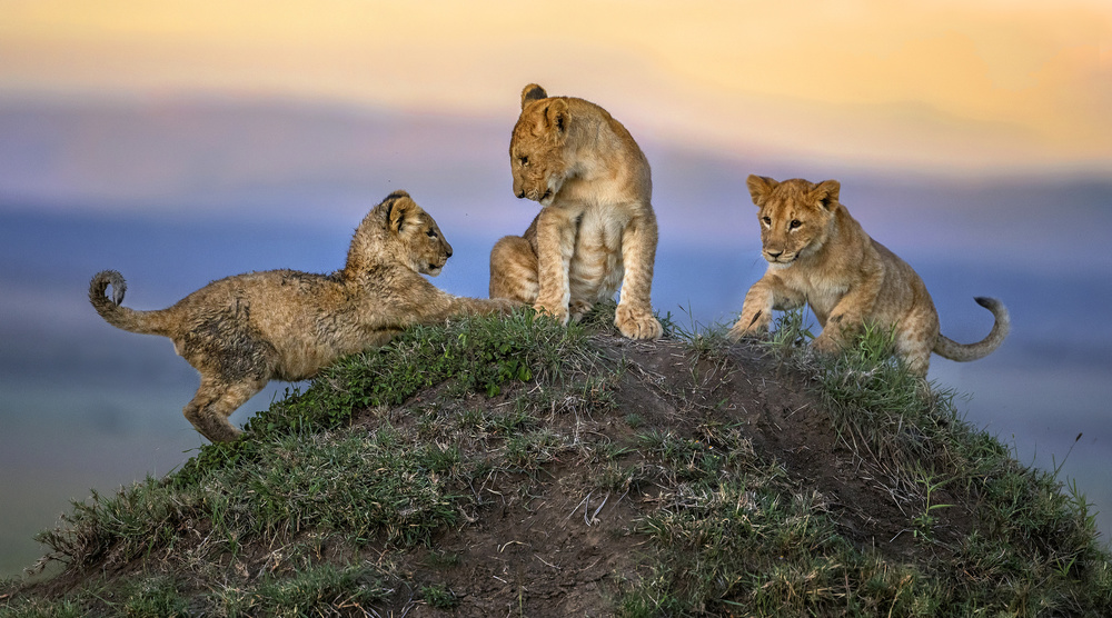 Play Time von Xavier Ortega