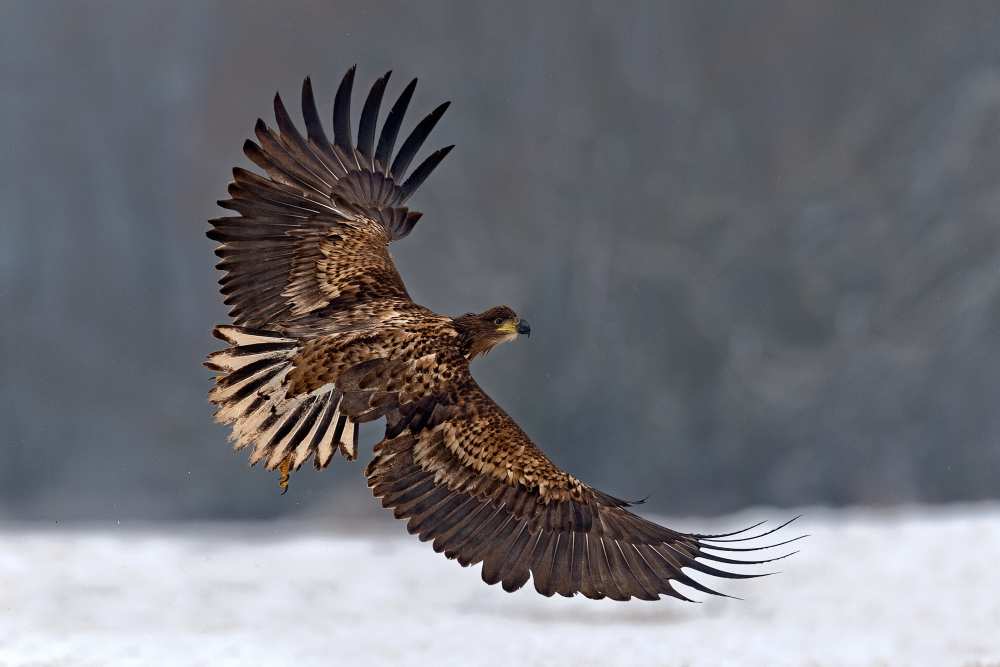 Taking off von Xavier Ortega