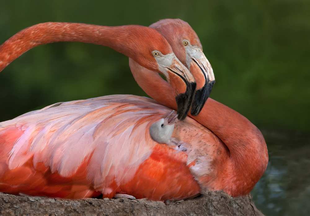 Tender Love von Xavier Ortega