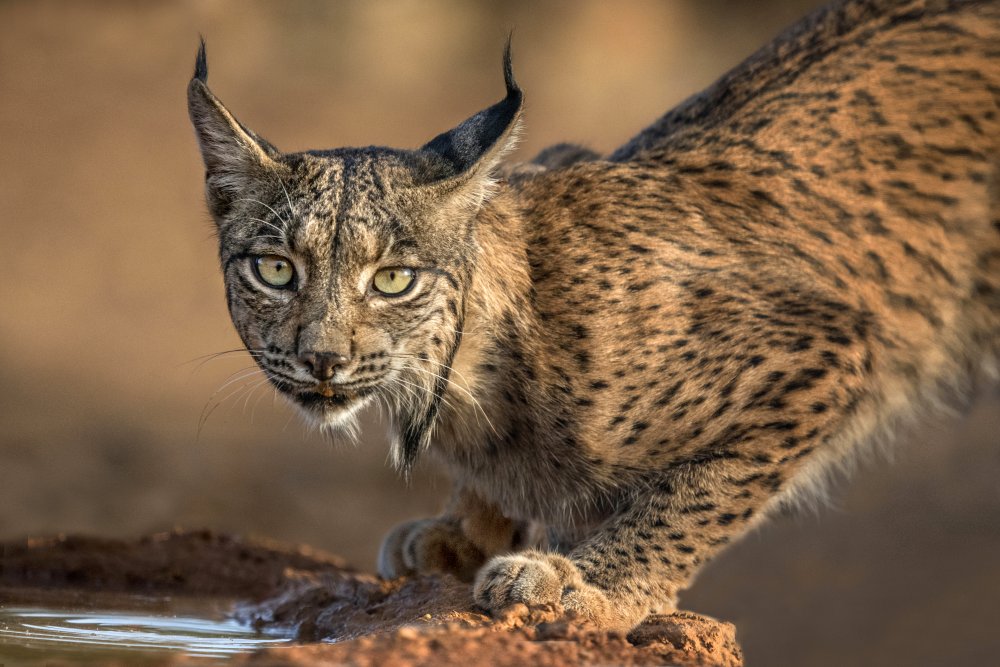 Wild Iberian Lynx von Xavier Ortega