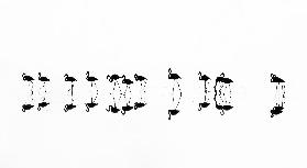 Flamingo Reflexionen