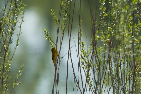 Singer by the lake