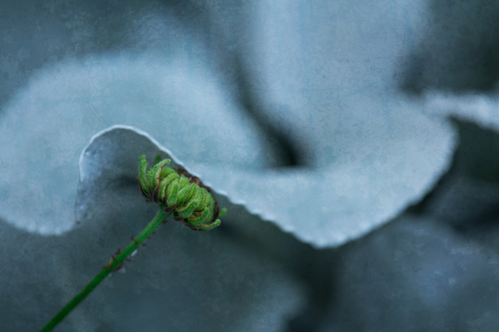 Hide in the shade 2 von Xiang yang Cui