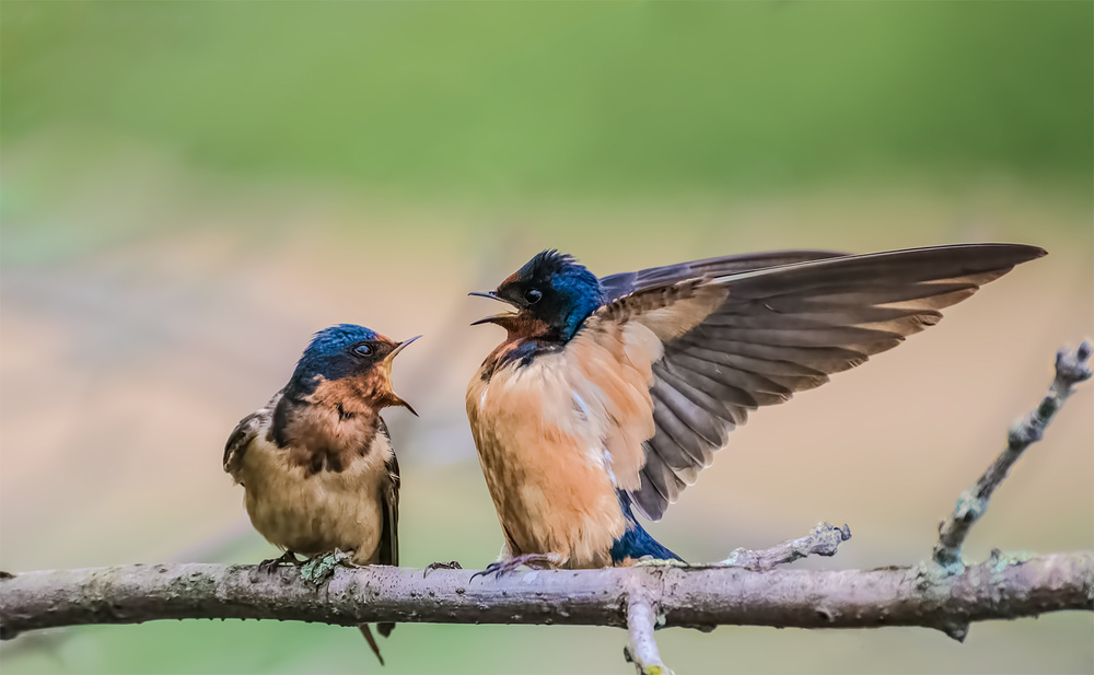 untitledl von Xiaobing Tian