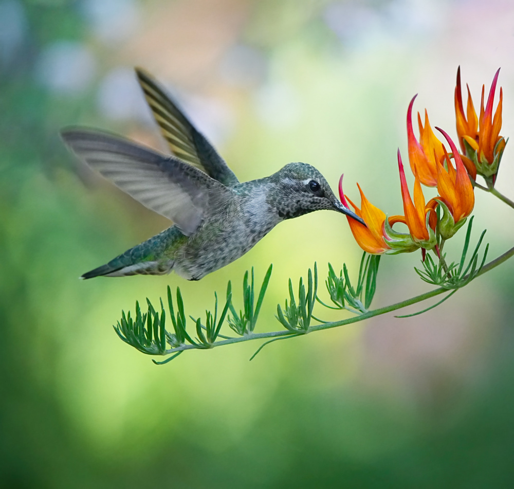 The Beaks von Xiaojian Huang