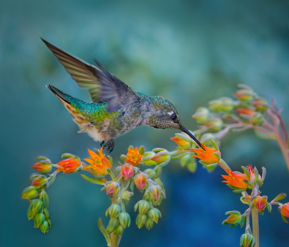 An Aggressive Foodie von Xiaojian Huang