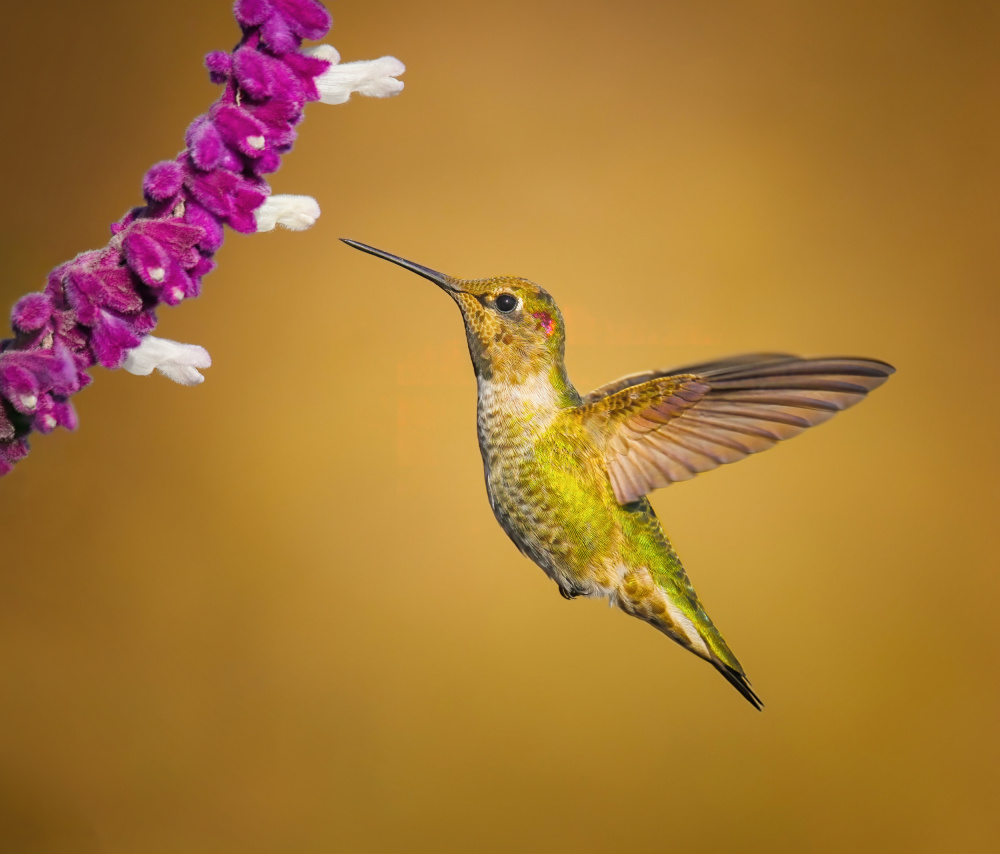 Autumn Greetings von Xiaojian Huang