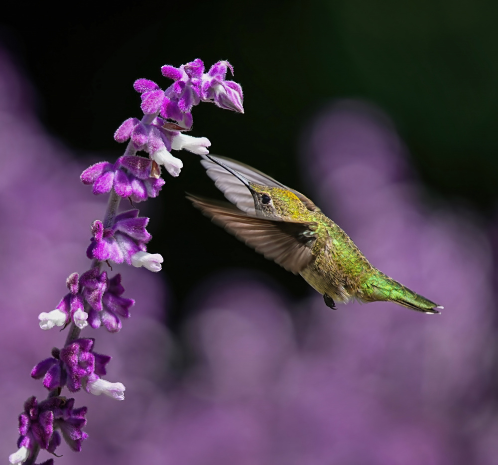 Morning Greeting von Xiaojian Huang
