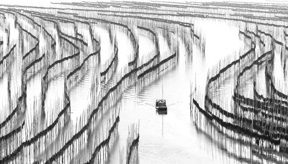 Kelp Field von Xinhua Zhou