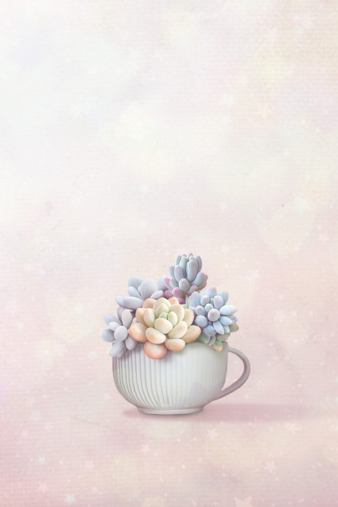 Succulent von Xuan Thai