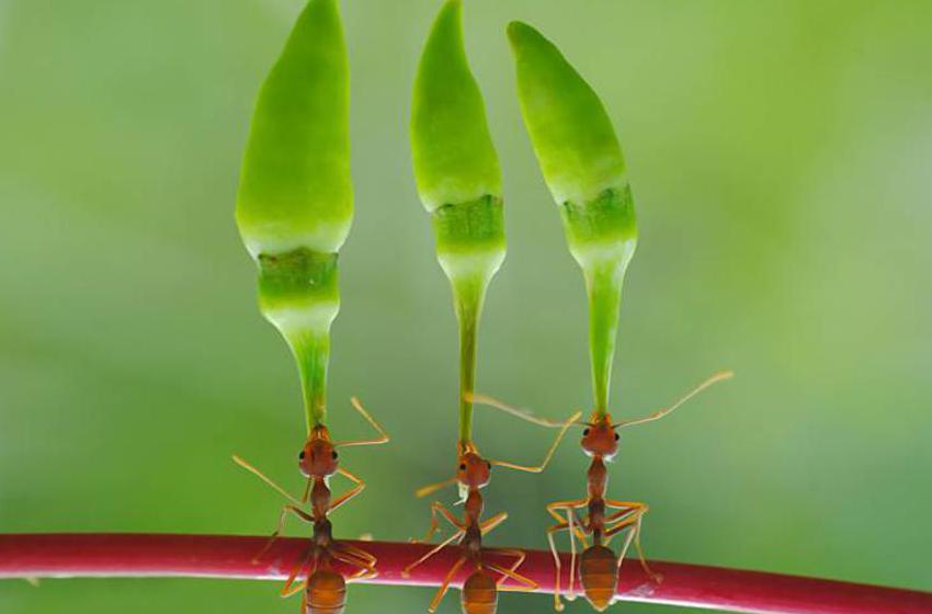 Yahya Taufikurrahman