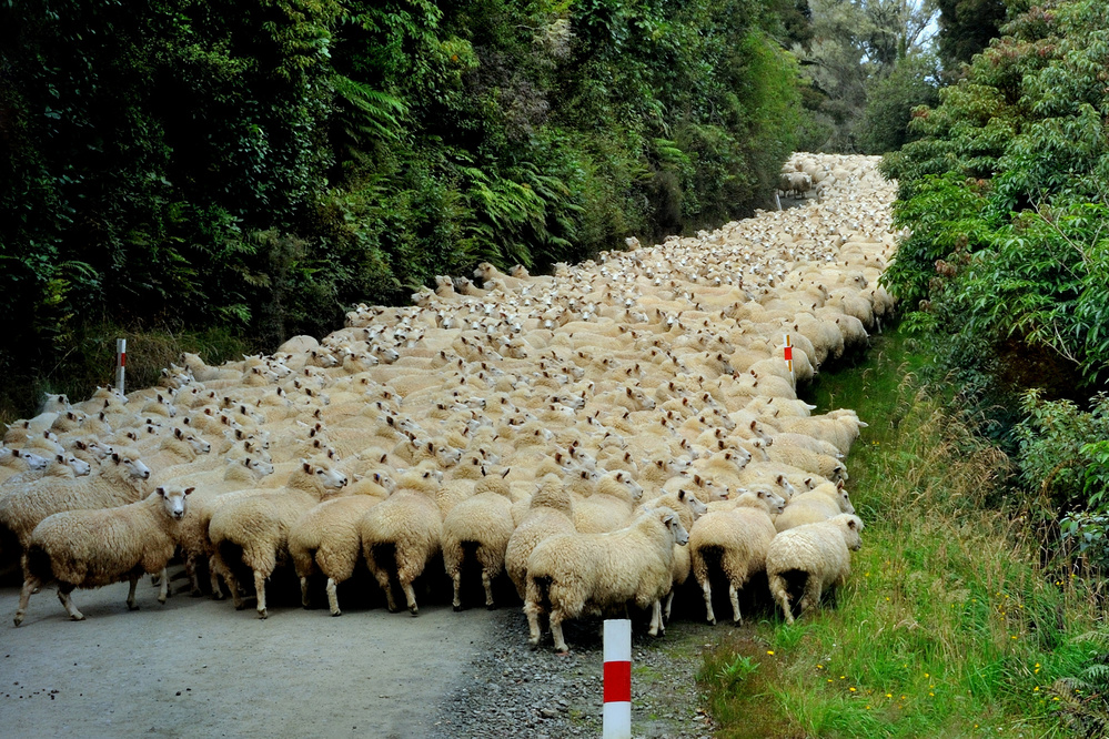 Sheep River von Yair Tzur