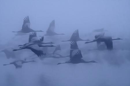 Cranes in the fog