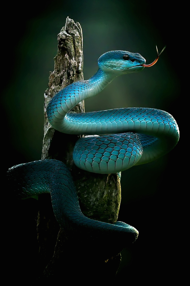 "The Blue Pit Viper is very beautiful," von yan hidayat