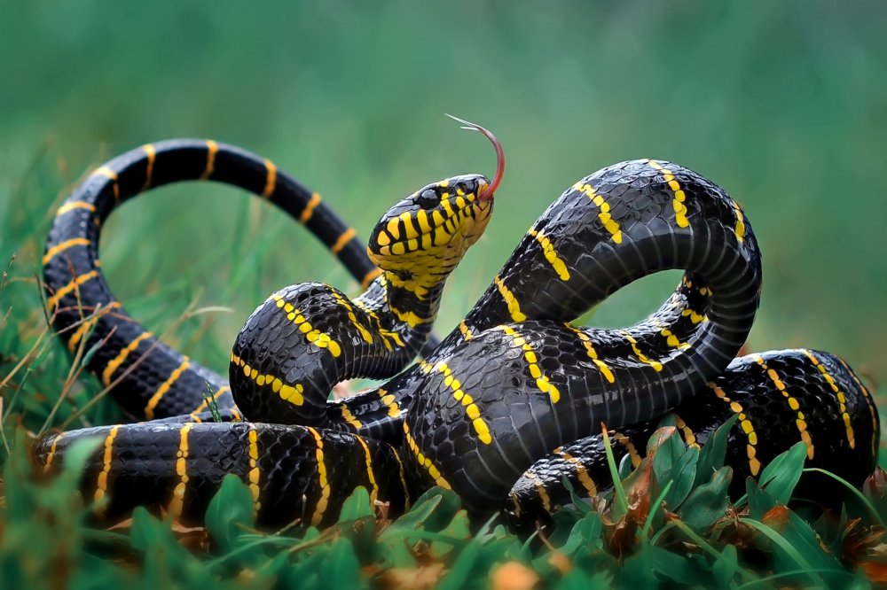 Gold-ringed snake von yan hidayat