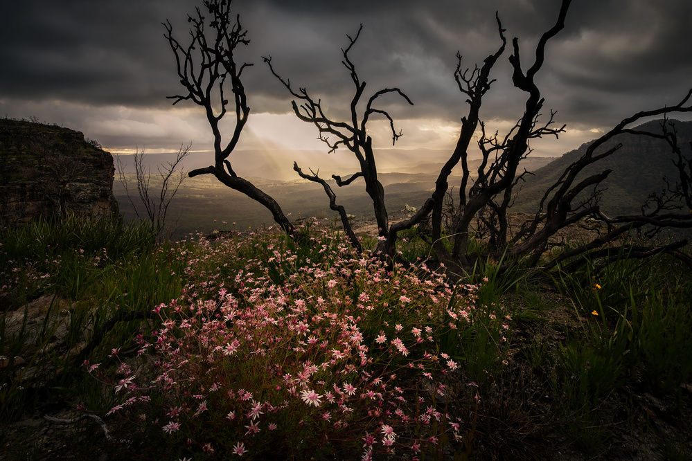 Actinotus forsythii von Yan Zhang