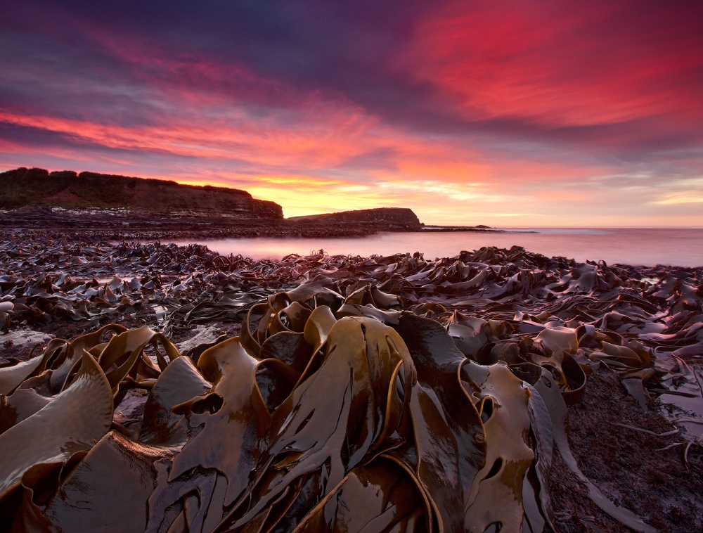 Curio Bay Morning von Yan Zhang