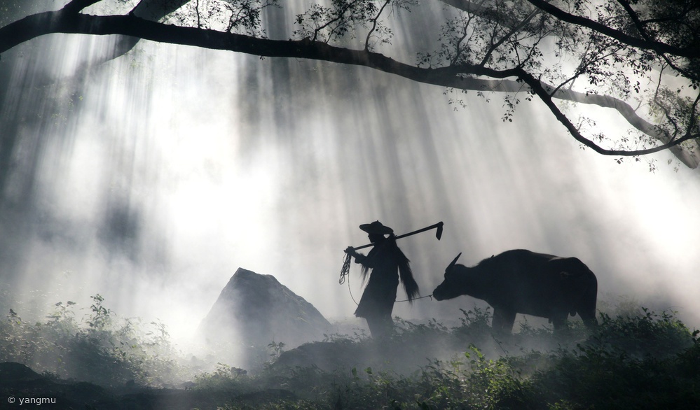 Tranquil forest walk von yangmu