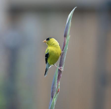 American goldfinch
