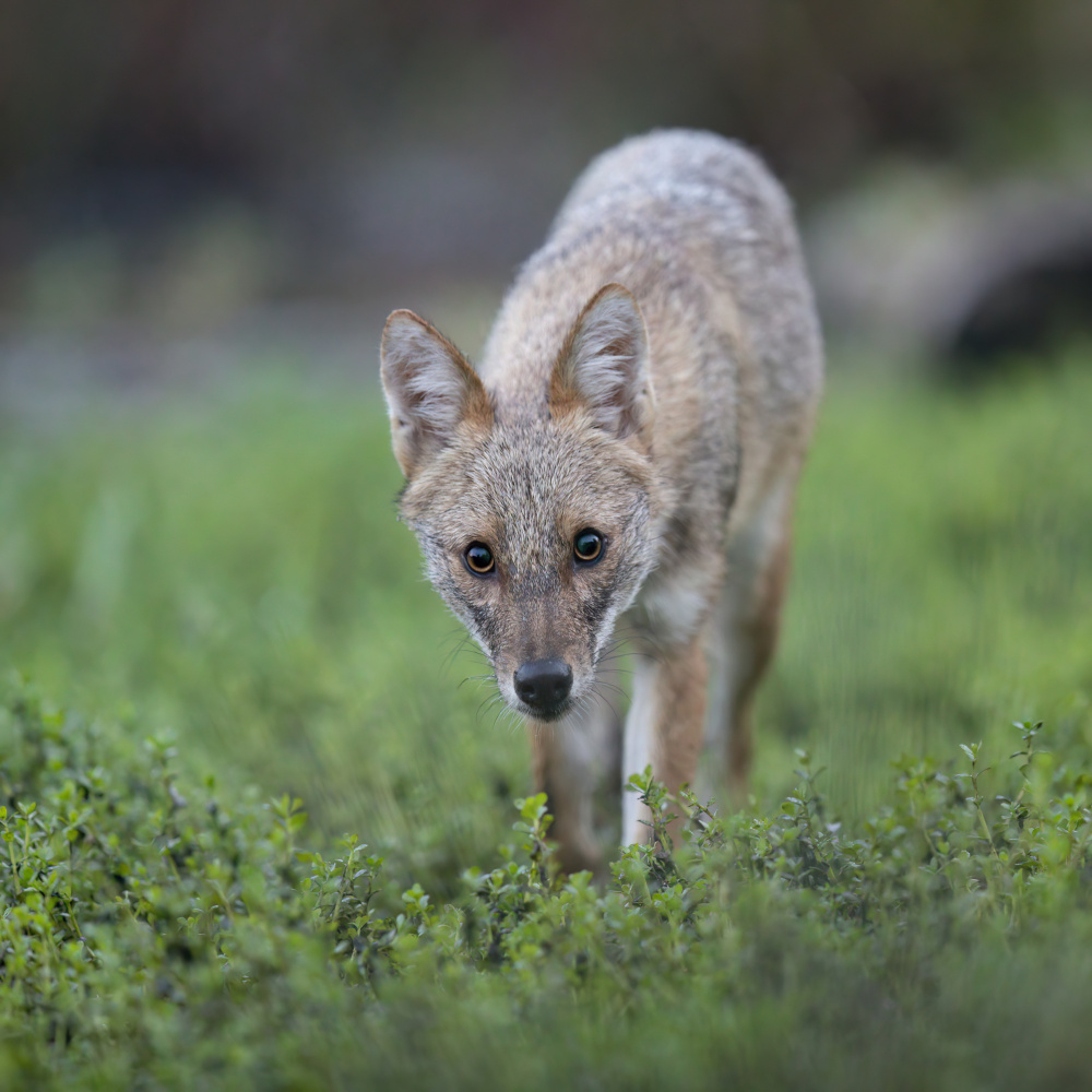 *** von Yevgeny Fruman