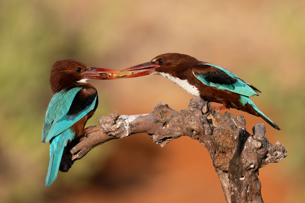 *** von Yevgeny Fruman