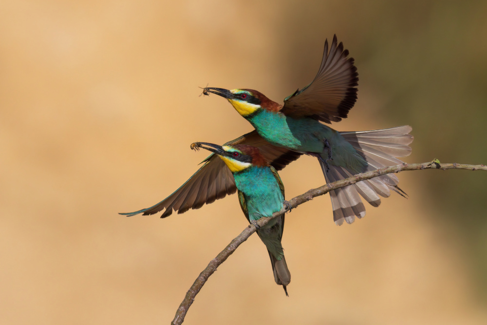 *** von Yevgeny Fruman