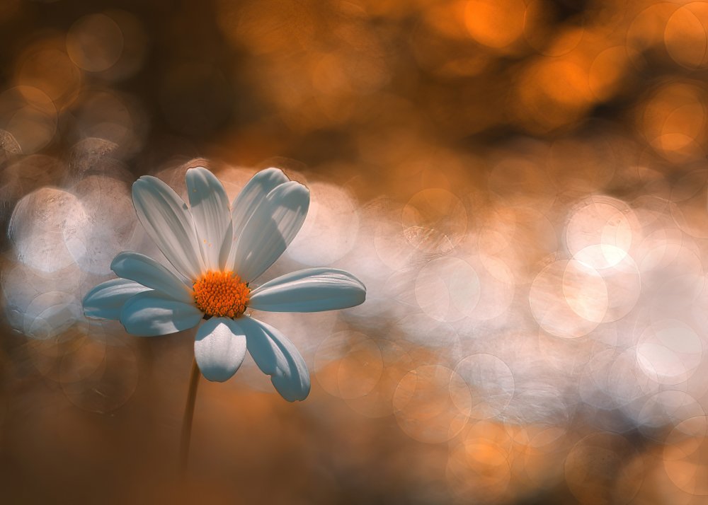 Ljus. von Ylva Sjögren