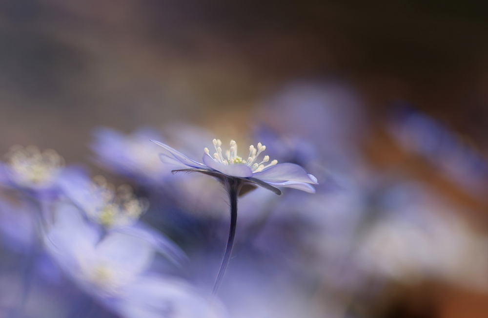 Skogens blå juveler. von Ylva Sjögren