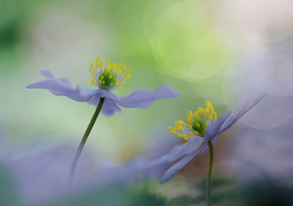 Our short beauty. von Ylva Sjögren