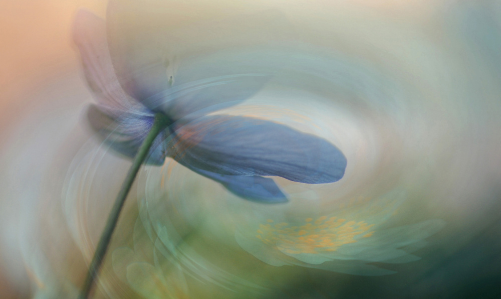 Våryra. von Ylva Sjögren