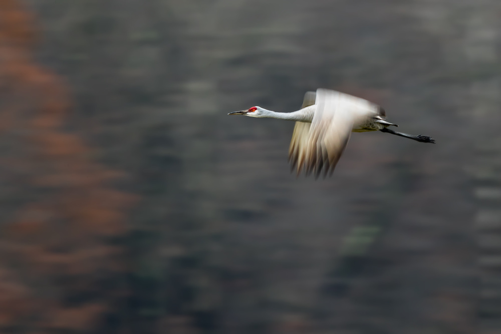 Sandhill Crane Flying von Young Feng