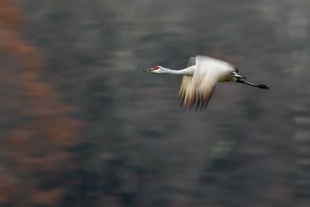 Sandhill Crane Flying