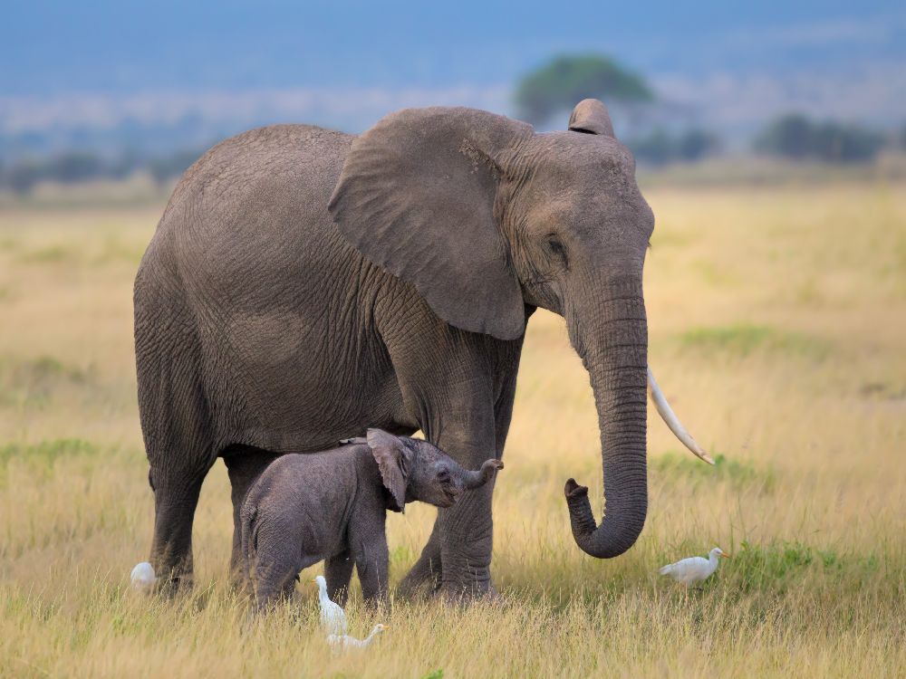 Lernen von Young Feng