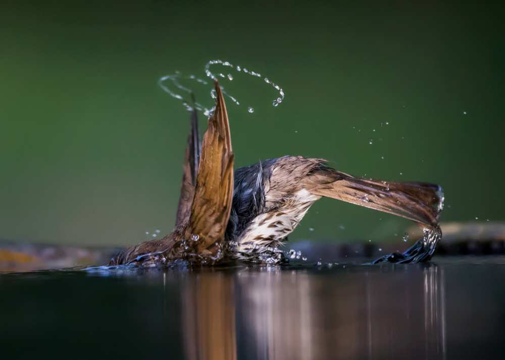 Show off von Young Feng