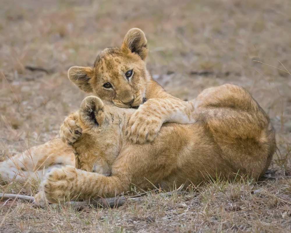 The Love von Young Feng