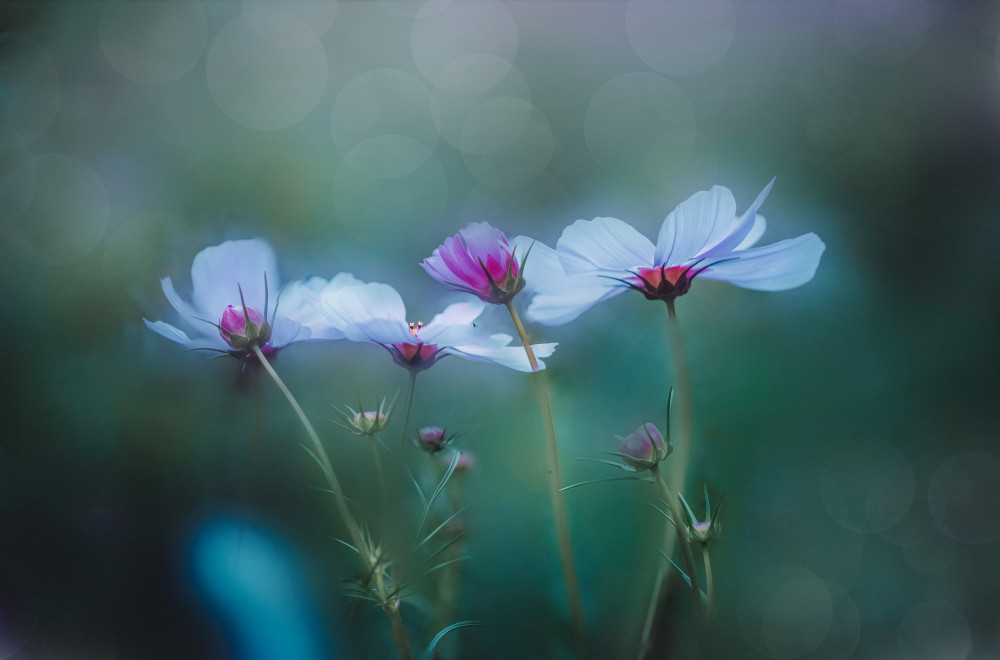 autumn and cosmos von YoungIl Kim
