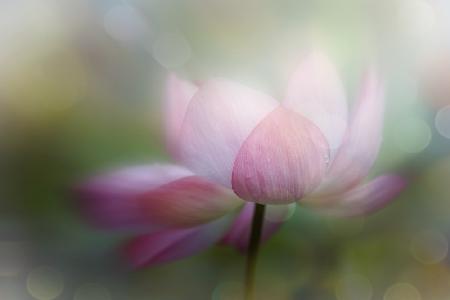 lotus dreamy
