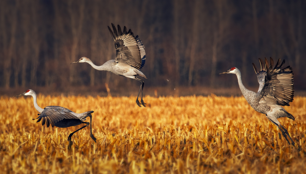 Taking off von Yu Cheng