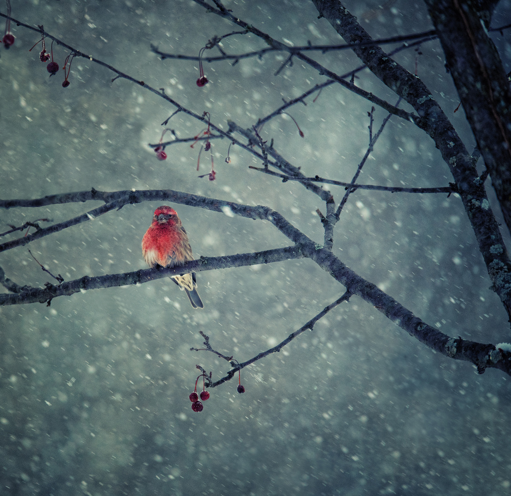 Snowing von Yu Cheng