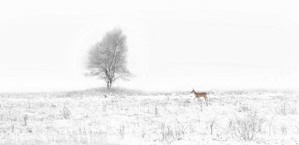 Christmas Coming von Yu Cheng