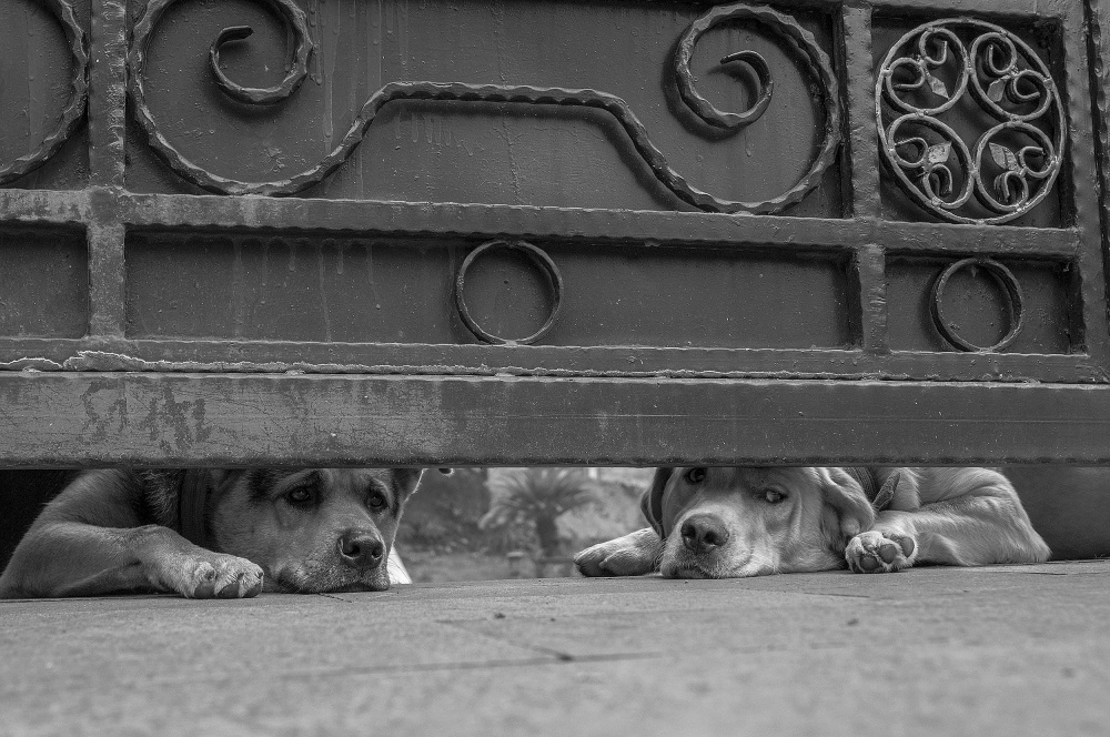 Is the world outside wonderful? von Yu Jin