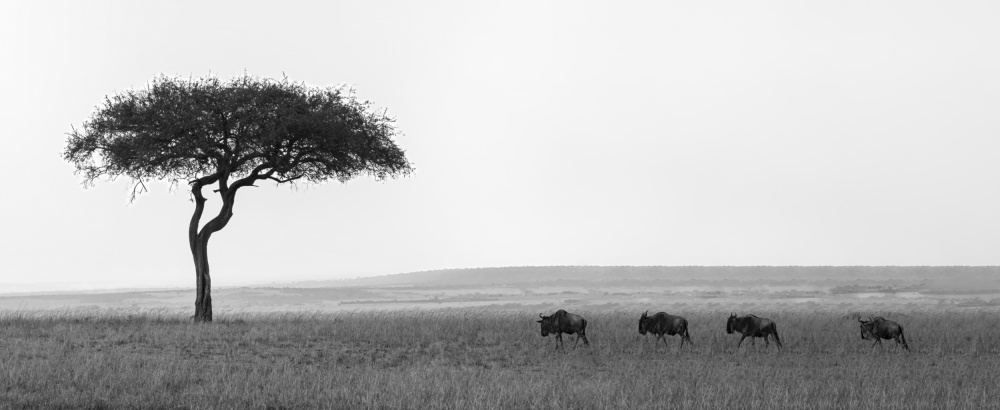 Marching Peacefully von Yu Mao