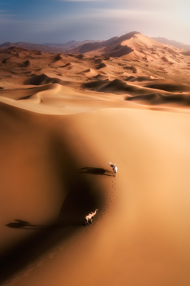 Desert camel von Yuan Cui