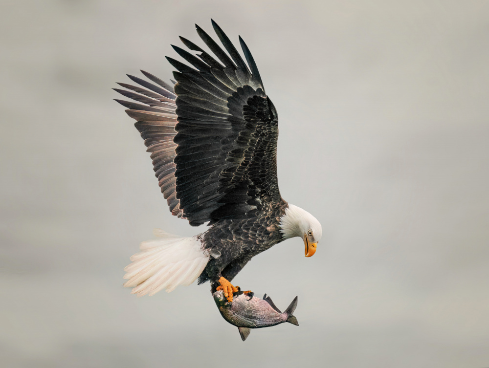 Catch fish von Yuan Su