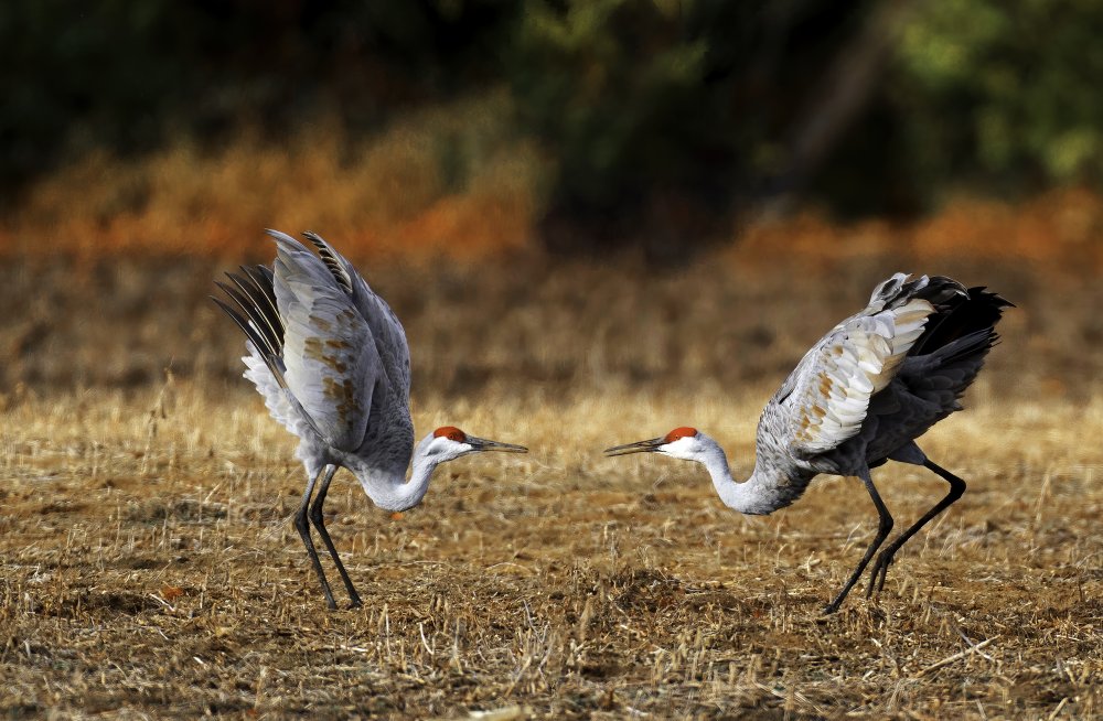 Want fight von Yuan Su