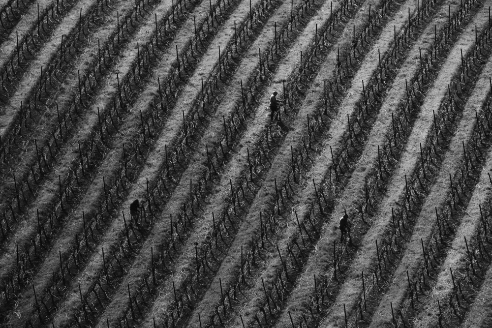 Vineyard von Yun Mao