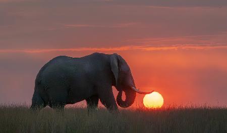 Elephant Rolling Fireball