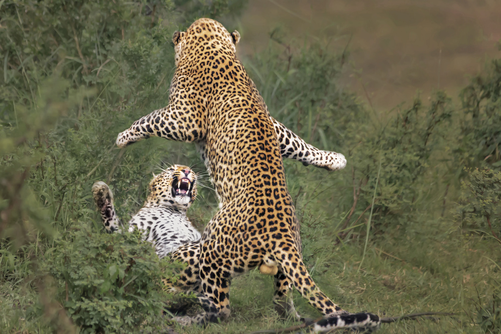 leopard mating von Yun Wang