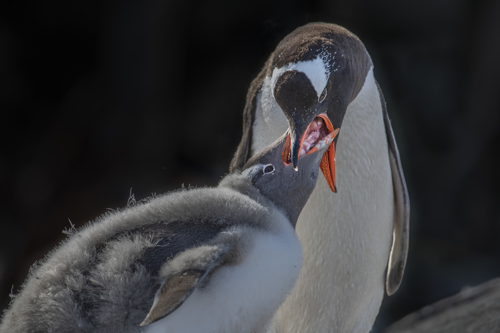 Penguin mom feeding molting baby von Yun Wang